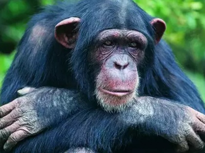 In a first, ED attaches chimpanzees, marmosets monkeys under PMLA | ईडी ने पहली बार मनी लॉन्ड्रिंग मामले में जब्त किये चिम्पांजी और अमेरिकी बंदर, ये है पूरा मामला