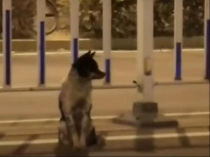 China dog waiting for its dead owner on a road 80 days Viral Video | वीडियो: चीन के इस कुत्ते की वफादारी देखकर निकल सकते हैं आंसू, 80 दिनों से मरे हुए मालिक का किया इंतजार