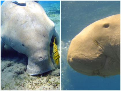 China sea cows Dugong dugon not seen after 2008 researchers claim extinction Royal Society Open Science ADW | 2008 के बाद नहीं देखे गए चीन के समुद्री गाएं, शोधकर्ताओं ने किया विलुप्त होने का दावा