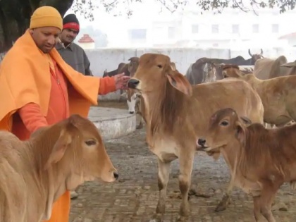 After Bulandshahr violence Cm Yogi adityanath strict action over cow slaughter cow-smuggling | बुलंदशहर हिंसा के बाद सीएम योगी का बड़ा ऐलान, गोकशी और गोतस्करी पर नपेंगे डीएम और एसपी