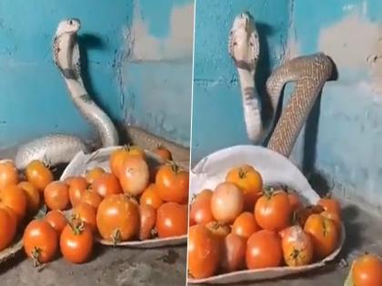 cobra guard tomatoes in room attack when any touch viral video | वीडियो: "इससे खतरनाक गार्ड और कौन होगा....", टमाटरों की रक्षा करता दिखा कोबरा, हाथ लगाने पर डंसने के लिए करता हमला cobra guard tomatoes in room attack when any touch viral video | वीडियो: "इससे खतरनाक गार्ड और कौन होगा....", टमाटरों की रक्षा करता दिखा कोबरा, हाथ लगाने पर डंसने के लिए करता हमला