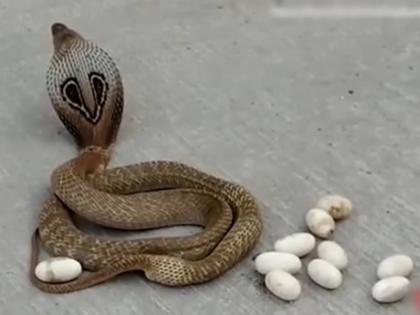 Cobra Lays Eggs in the Middle of a Street in Karnataka, Video Goes Viral | बीच सड़क पर अंडे देते हुए कोबरा का दुर्लभ वीडियो हुआ वायरल Cobra Lays Eggs in the Middle of a Street in Karnataka, Video Goes Viral | बीच सड़क पर अंडे देते हुए कोबरा का दुर्लभ वीडियो हुआ वायरल
