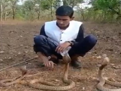 Karnataka Man stunt with 3 Cobra snake goes wrong and one bites him, video goes viral | तीन कोबरा सांपों के साथ स्टंट करना युवक को पड़ा महंगा, एक ने खतरनाक तरीके से किया हमला, देखें वीडियो