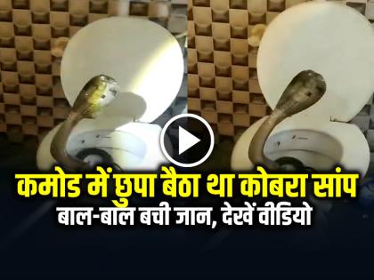 Cobra Snake Found in Toilet Commode Video Goes Viral | VIDEO: कमोड में छुपा बैठा था कोबरा सांप, बाल-बाल बची जान, देखें वीडियो Cobra Snake Found in Toilet Commode Video Goes Viral | VIDEO: कमोड में छुपा बैठा था कोबरा सांप, बाल-बाल बची जान, देखें वीडियो