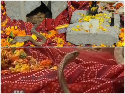 Delhi mysterious snake not any miracle kobra snake was ill wildlife Rescue | दिल्ली में डेढ़ महीने से नहीं हिला था यह नाग, लोगों ने माना था चमत्कार लेकिन ये निकली सच्चाई