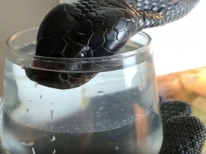 black king cobra drinking water glass shocking goes social media viral Video  | ब्लैक किंग कोबरा को शख्स ने इस तरह पिलाया पानी, वीडियो देख डर जाएंगे आप!, देखें