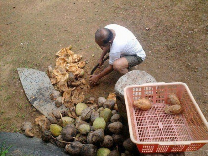 Demand of coconut for Maharashtra Ganeshotsav decreased by half | महाराष्ट्र में गणेशोत्सव के लिए प्रसिद्ध नारियलों की मांग आधी घटी, व्यापारियों को उठाना पड़ रहा है बड़ा घाटा