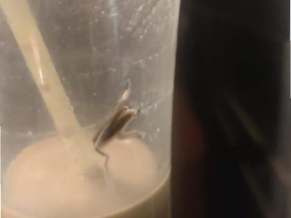 Viral Video Cockroach coffee served to a customer in a cafe in Mumbai case reached police station | Viral Video: मुंबई के एक कैफे में कस्टमर को सर्व की गई 'कॉकरोच कॉफी', मामला पहुंचा थाने Viral Video Cockroach coffee served to a customer in a cafe in Mumbai case reached police station | Viral Video: मुंबई के एक कैफे में कस्टमर को सर्व की गई 'कॉकरोच कॉफी', मामला पहुंचा थाने