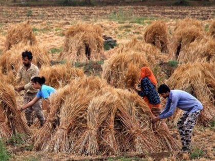 Uttarakhand Udham Singh Nagar DM allows farmers to harvest crops Combine Harvesters | उत्तराखंड में जिला अधिकारी ने दी किसानों को खेत जाने की छूट, कर सकेंगे फसलों की देखरेख और कटाई