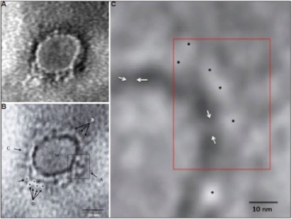 Covid-19: Indian scientists released first picture of corona virus, | भारतीय वैज्ञानिकों ने जारी की कोरोना वायरस की पहली तस्वीर, देखें