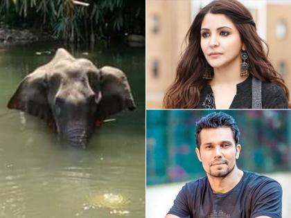 Anushka Sharma to Randeep Hooda: Bollywood celebs react on pregnant elephant's death who was fed pineapple filled with crackers