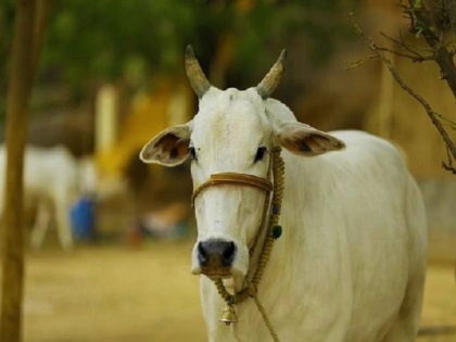 Uttar Pradesh Yogi Adityanath govt to start ambulance service for cows | देश में 'पहली बार' गायों के लिए एंबुलेंस सेवा, उत्तर प्रदेश में योगी सरकार शुरू करने जा रही है योजना
