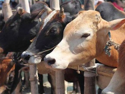 haryana cow vigilants mahapanchayat ml khattar govt police | हरियाणा: गौरक्षकों ने की महापंचायत, मुकदमे वापस लेने और शस्त्र लाइसेंस की मंजूरी देने की मांग की