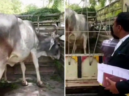 A cow was produced before a local court in Rajasthan Jodhpur | जब कोर्ट पहुंची गाय जज ने सुनाया फैसला, जानें क्या है पूरा मामला