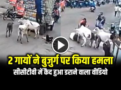 Watch Cow Attack elderly Man in Bihar Video Goes Viral | VIDEO: 2 गायों ने बुजुर्ग पर किया हमला, सीसीटीवी में कैद हुआ डराने वाला वीडियो Watch Cow Attack elderly Man in Bihar Video Goes Viral | VIDEO: 2 गायों ने बुजुर्ग पर किया हमला, सीसीटीवी में कैद हुआ डराने वाला वीडियो