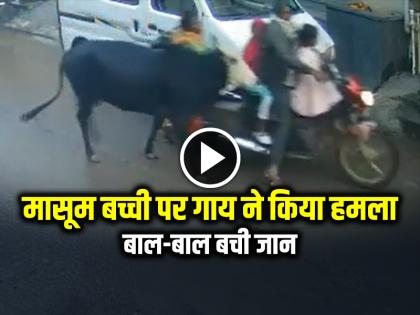 Cow Attack Girl in Nashik Video Goes Viral on Social Media | Cow Attack: मासूम बच्ची पर गाय ने किया हमला, बाल-बाल बची जान, देखें वायरल वीडियो