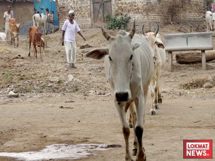 Muzaffarnagar: Cow smuggler arrested, two cows rescued | मुजफ्फरनगर: मुठभेड़ के बाद पुलिस ने गौ तस्कर को किया गिरफ्तार, दो गायों को बचाया