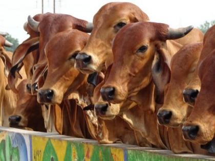 Modi government is planning for har ghar gai scheme, rashtriya kamdhenu aayog makes detailed report | 'हर घर गाय' से ग्रामीण अर्थव्यवस्था को उबारने की तैयारी में मोदी सरकार, राष्ट्रीय कामधेनु आयोग ने तैयार किया ब्लूप्रिंट