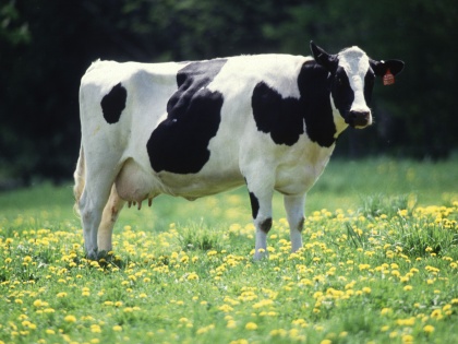 Farmers on the streets against New Zealand's plan to tax cow burping | न्यूजीलैंड में गायों की डकार पर टैक्स लगाने की सरकार की योजना पर विवाद, सड़कों पर उतरे किसान