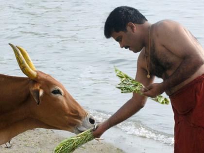 Maharashtra Chief Minister Eknath Shinde govt declares cow as Rajya Mata ahead of polls | महाराष्ट्र: चुनाव से पहले शिंदे सरकार ने उठाया बड़ा कदम, गाय को घोषित किया 'राज्य माता'