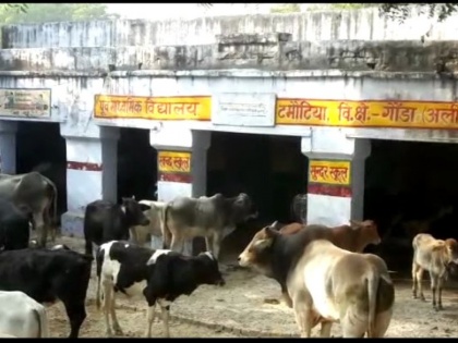 Aligarh: 700-800 stray cows locked inside a govt school & primary health centre in Gorai | अलीगढ़: किसानों ने 800 आवारा गायों को स्कूल में किया बंद, मोदी-योगी सरकार से गौशाला बनाने की मांग 