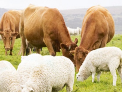 New Zealand plan to slap tax on cow and sheep burps to cut greenhouse gas methane | पशुओं के डकार पर किसानों को देना होगा टैक्स, इस देश में हो रही इसकी शुरुआत; जानिए क्या है वजह