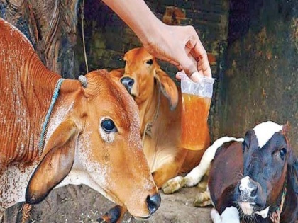 Healthy diet tips: is cow urine good for health, scientists say cow urine has no health benefits | सावधान! गलती से भी मत पीना गाय का पेशाब, भारतीय वैज्ञानिकों ने माना 'सेहत को नहीं होता एक भी फायदा'