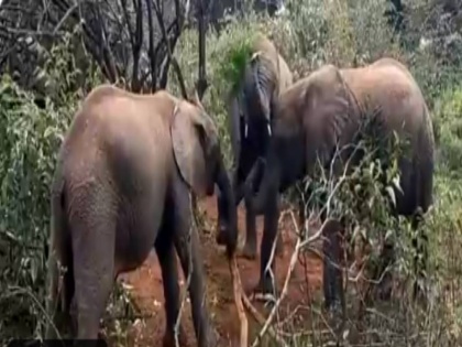 Cute fights of elephants video viral on social media see here | हाथियों के बच्चों के 'क्यूट झगड़े', जिसे देख आपको भी आ जाएगा प्यार, देखें वायरल वीडियो