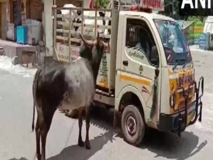 TamilNadu Bull ran 1 kilometer to stop cow bull and cow unique friendship video viral | तमिलनाडु: अनोखी दोस्ती, दूर जा रही गाय को रोकने के लिए एक किलोमीटर तक ट्रक के पीछे दौड़ा सांड, वीडियो वायरल