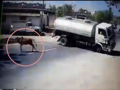 Viral Video from Junagadh-Mendarda road, Gujara, truck driver save a cow life | VIDEO: गाय को बचाने के लिए ड्राइवर ने खतरे में डाली अपनी जान, हिम्मत देख लोग कर रहे सलाम