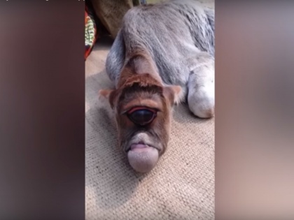VIDEO: One-eyed calf is worshipped as a god in India | VIDEO: एक आंख वाली गाय को विदेशियों ने भी माना चमत्कार, पूजा के लिए लगी लाइनें