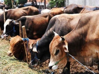 muslim organization appeal muslim dont murder of cows on the occasion of bakr-id | मुस्लिम संगठनों ने की अपील- बकरीद पर ना करें गाय कुर्बान, दूसरों की भावनाओं को आहत करना इस्लाम के खिलाफ