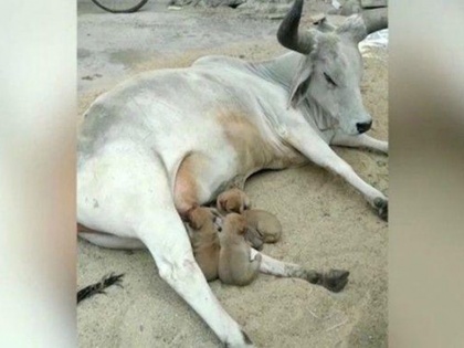 a cow feeding 4 puppies, watch this viral video | भूख से बिलख रहे कुत्ते के बच्चों को इस गाय ने पिलाया दूध, Video हुआ वायरल