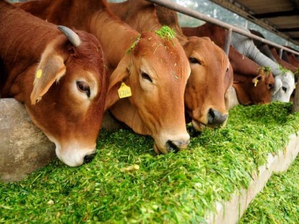 Ghaziabad news at leat 38 cow die after fire in cow shelter | गाजियाबाद में दर्दनाक हादसा, गोशाला में आग लगने से जलकर कम से कम 38 गायों की मौत