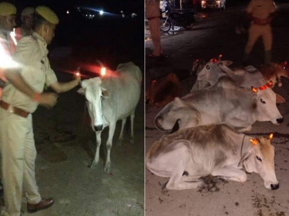 Uttar pradesh police putting red light radium on cow horns To Avoid Road Accidents At Night | जानें आखिर क्यों यूपी पुलिस गायों के सींग पर लगा रही है रेड लाइट