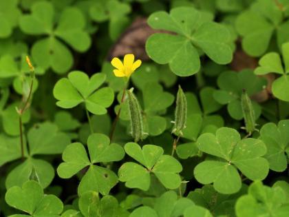 Creeping woodsorrel or chaangeri health benefits for piles, ulcer, diarrhea in Hindi | बवासीर, हैजा, पेट का अल्सर जैसी बीमारियों के दुश्मन हैं ये खट्टे-मीठे हरे पत्ते, बस ऐसे करें इस्तेमाल