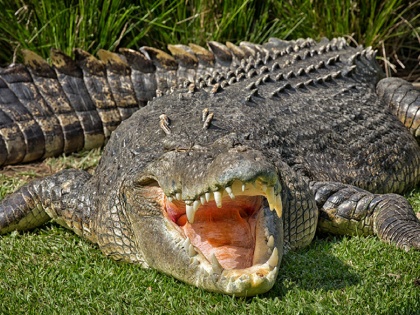 crocodile attacks on 8 years old girl in uttrakhand, dead body found in pond | तालाब के किनारे फूल तोड़ने में मस्त थी आठ साल की मासूम, तभी अचानक आया मगरमच्छ, जानिए फिर क्या हुआ 