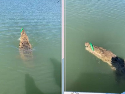Crocodile accidentally trapped in fish hook, see what happened after viral video | मछली पकड़ते हुए शख्स के कांटे में गलती से फंसा मगरमच्छ, वायरल वीडियो में देखें इसके बाद क्या हुआ