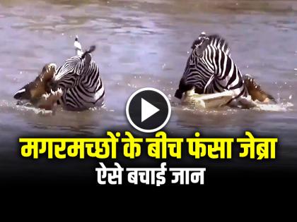 Crocodile attack on zebra video goes viral on social media | VIDEO: मगरमच्छों के बीच फंसा जेब्रा, ऐसे बचाई जान, देखें वीडियो