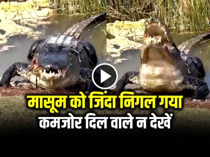 Crocodile Attack Video Goes viral on social media | VIDEO: कमजोर दिल वाले न देखें... मासूम को जिंदा निगल गया मगर... Crocodile Attack Video Goes viral on social media | VIDEO: कमजोर दिल वाले न देखें... मासूम को जिंदा निगल गया मगर...