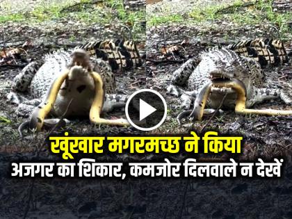Crocodile hunts python Video Goes Viral on Social Media | VIRAL: खूंखार मगरमच्छ ने किया अजगर का शिकार, कमजोर दिलवाले न देखें...