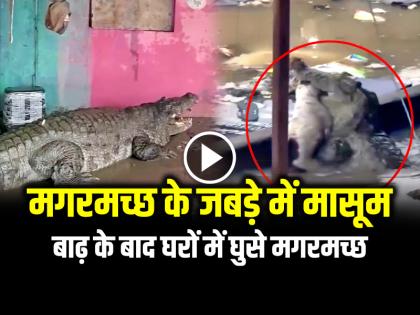 Crocodile in Vadodara Video Goes viral Many Crocodiles Reach after rain and floods in Gujarat | VIDEO: मगरमच्छ के जबड़े में मासूम... बाढ़ के बाद घरों में घुसे मगरमच्छ, देखें वायरल वीडियो
