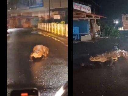 watch Ratnagiri Crocodile Seen Strolling On Road in Ratnagiri After Heavy Rainfall, Video Goes Viral Maharashtra see video Baap Re Baap eight feet long rain-soaked | मुँह खोले आई मौत, सुनसान सड़क से गुजर रहा था शख्स बना डाला वीडियो watch Ratnagiri Crocodile Seen Strolling On Road in Ratnagiri After Heavy Rainfall, Video Goes Viral Maharashtra see video Baap Re Baap eight feet long rain-soaked | मुँह खोले आई मौत, सुनसान सड़क से गुजर रहा था शख्स बना डाला वीडियो