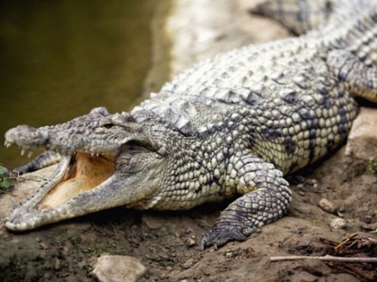 crocodile allegedly killed -eaten by people at Kaladapalli village in Malkangiri Odisha | ओडिशा: मलकानगिरी में 10 फीट के मगरमच्‍छ को मारकर खा गए लोग, मामले की जांच शुरू