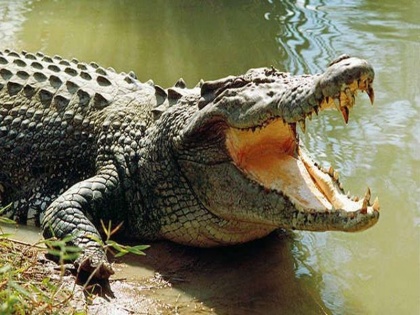 Indonesian woman has been mauled to death by a huge pet crocodile o | 17 फीट लंबे मगरमच्छ को खाना खिला रही थी महिला, उसके बाद हुआ ये दिल दहलाने वाला हादसा