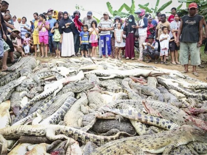 300 crocodiles killed in indonesia | गुस्साई भीड़ ने 300 मगरमच्छों की कर दी हत्या, यह थी वजह