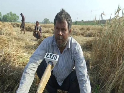 Bihar: Farmers in Patna are harvesting their crops amid COVID-19 lockdown | Coronavirus: लॉकडाउन के कारण खुद फसल काटने को मजबूर हैं किसान, परिजनों संग कर रहे काम