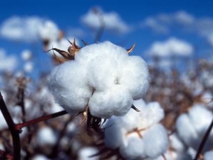 Price rise in cotton rates good news for cotton farmers | रूई की खेती करने वाले किसानों के लिए खुशखबरी, दो दिन में मार्केट में जबर्दस्त उछाल