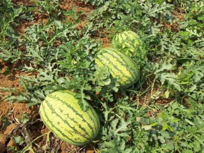 Kushaha Dam Destructive play Kosi river in 2008 not curse but boon farmers earning lakhs rupees cultivating watermelon Kolkata, Uttar Pradesh and Delhi market | कुसहा बांधः 2008 में कोसी नदी विनाश लीला, अभिशाप नहीं वरदान, तरबूज की खेती की कर कमा रहे लाखों रुपये, कोलकाता, उत्तर प्रदेश और दिल्ली मंडी...