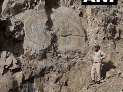 Tree fossil of Mesozoic geological era found in Kharapathar, Shimla | हिमाचल में मिला डायनासोर युग के पेड़ का जीवाश्म, खुलेंगे कई राज